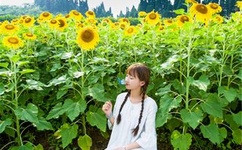 最后人类txt下载